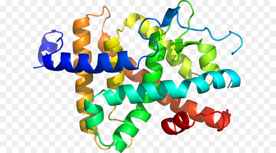 Protein Yapısı，Molekül PNG