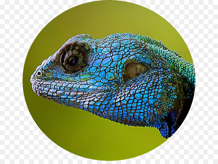 Iguanalar，Kertenkele PNG