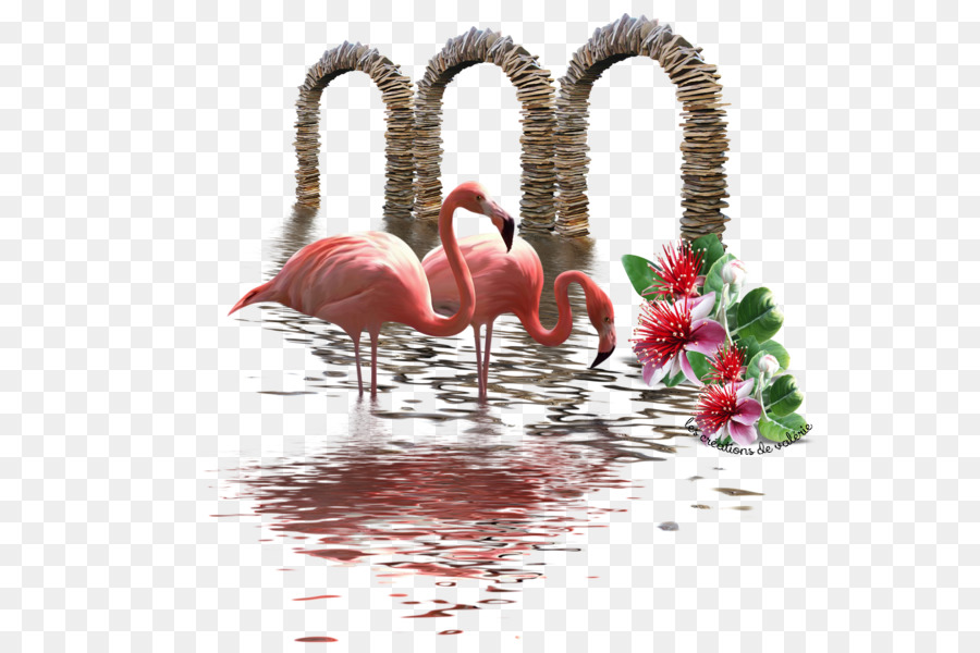 Pembe Flamingolar，Su PNG