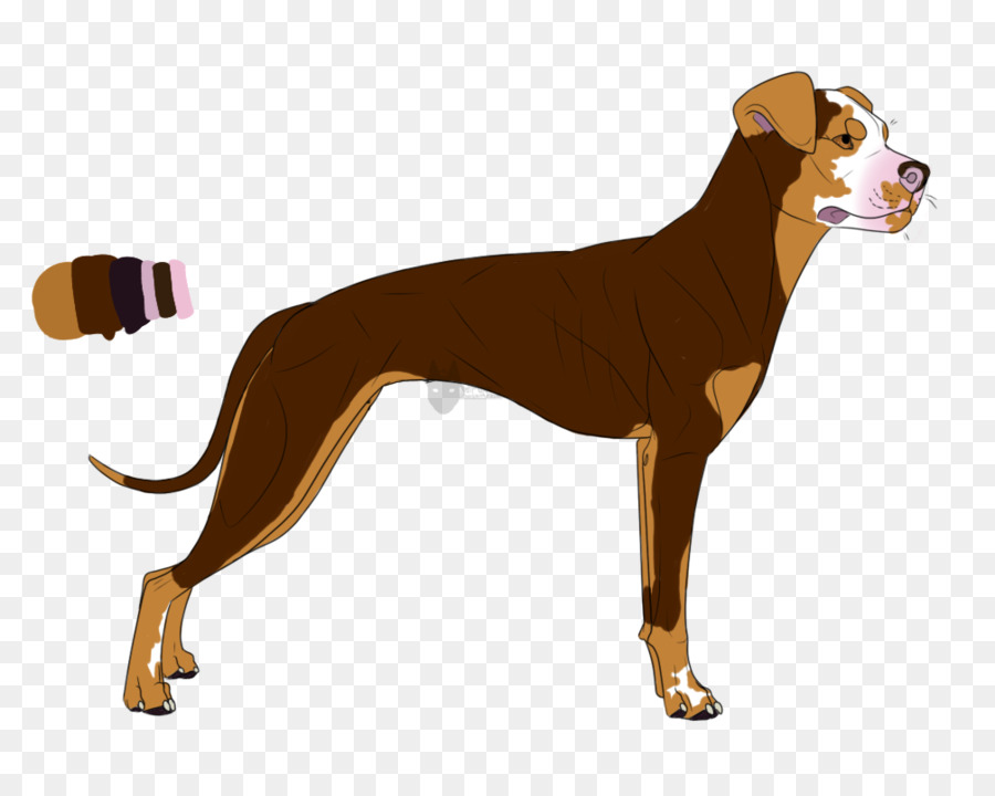 Köpek ırkı，İtalyan Greyhound PNG