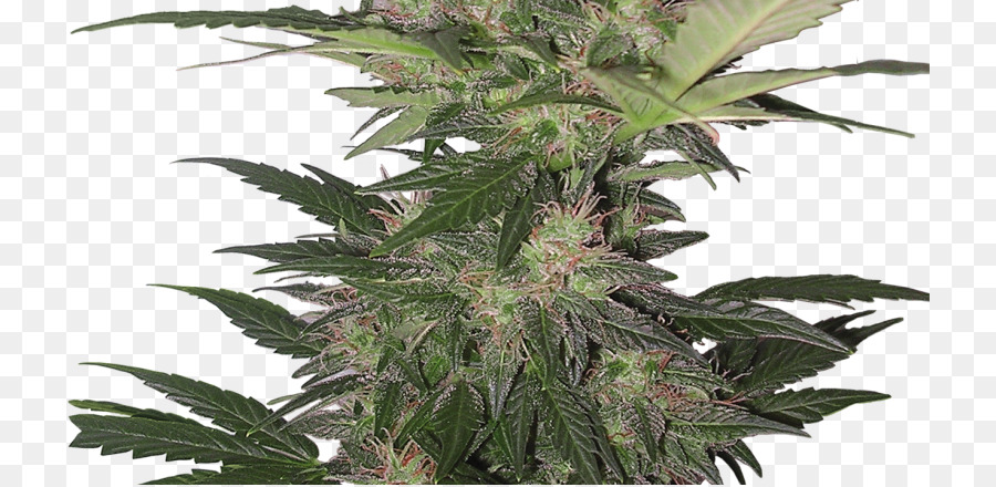 Esrar Autoflowering，Kokarca PNG