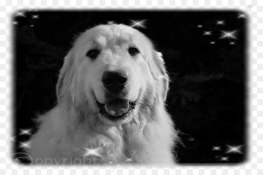 Büyük Pyrenees，Pooch PNG