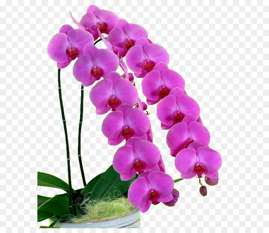 Güve Orkide，Dendrobium PNG
