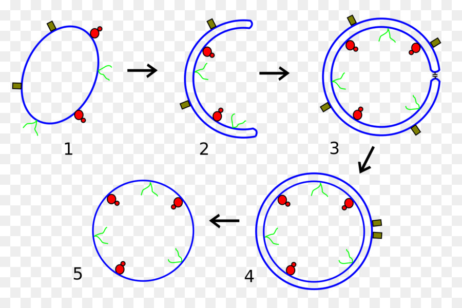 Obcell，Sitoplazma PNG