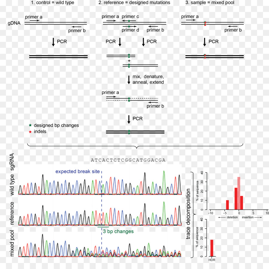 Indel，Crispr PNG