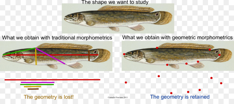 Morphometrics，Antropoloji Geometric Morphometrics PNG