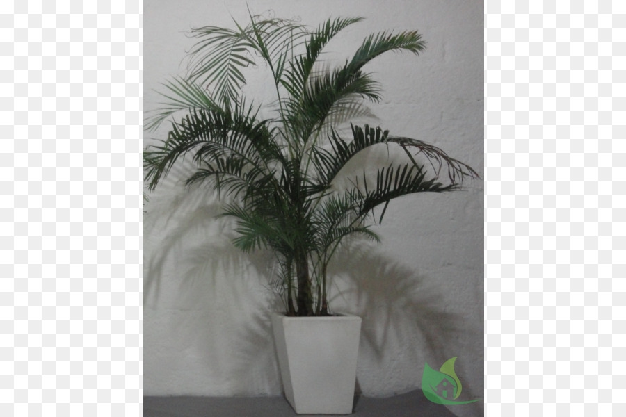 Asya Palmyra Palm，Saksı PNG