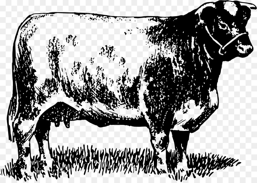 Süt Sığırları，Zebu PNG