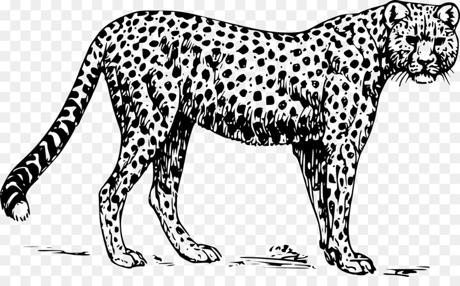 Leopar，Vahşi PNG