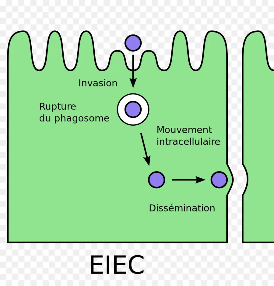 Eiec，Bakteri PNG