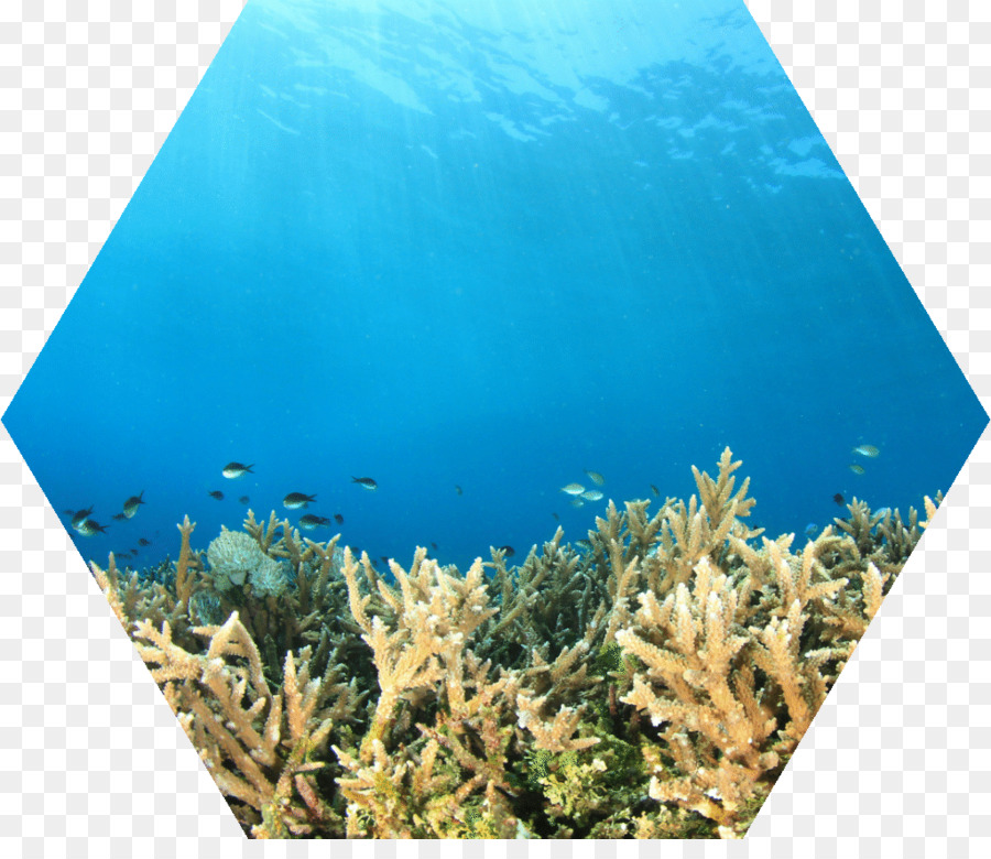 Mercan Resifi，Mercan Resif Balık PNG