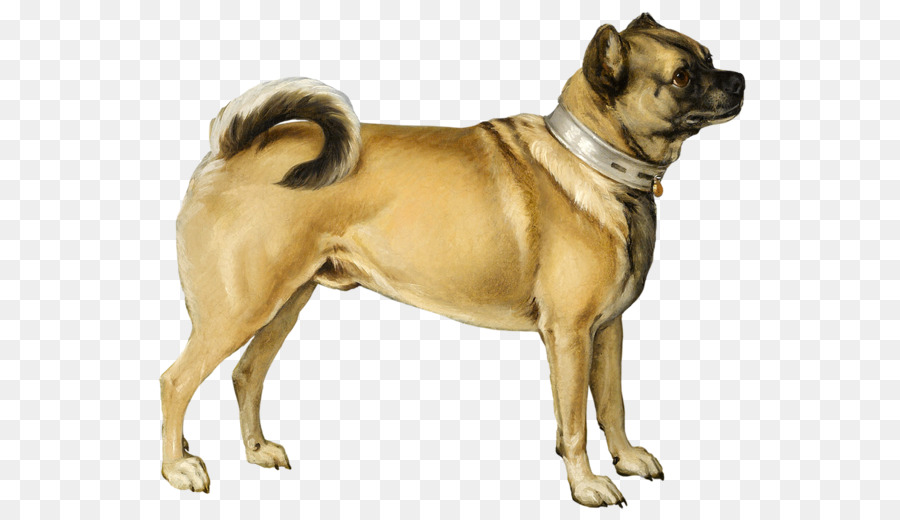 Köpek，Evcil Hayvan PNG