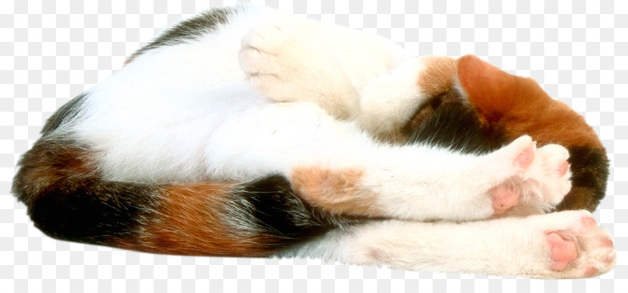 Bıyıkları，Kedi PNG