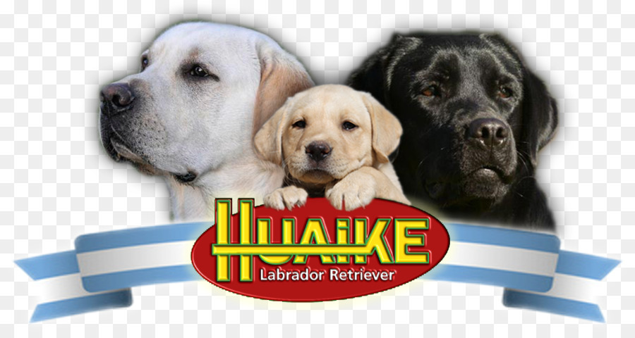 Labrador Retriever，Köpek ırkı PNG