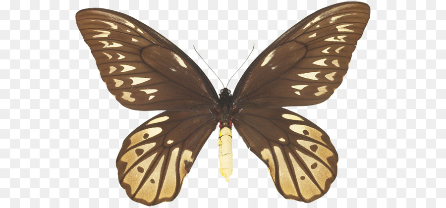 Kelebek，Kraliçe Alexandra Nın Birdwing PNG