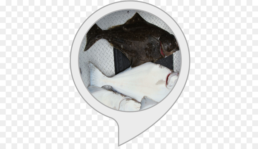 Pasifik Halibut，Halibut PNG