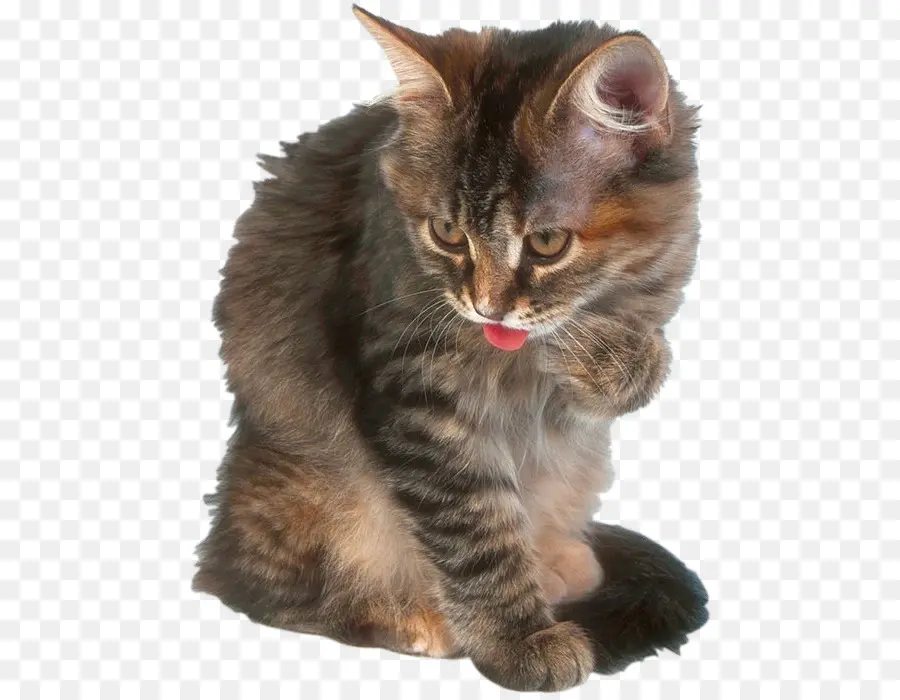 Kedi，Evcil Hayvan PNG