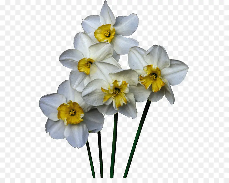 Nergis，Kesme çiçekler PNG