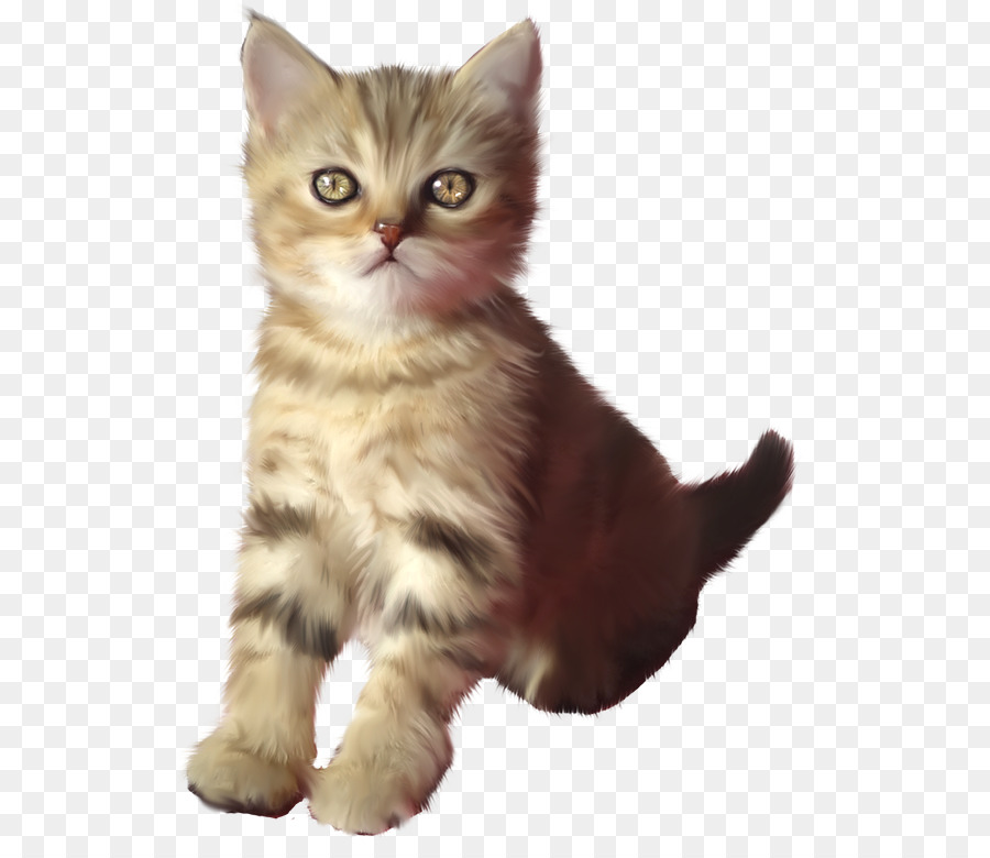 Turuncu Yavru Kedi，Kedi PNG