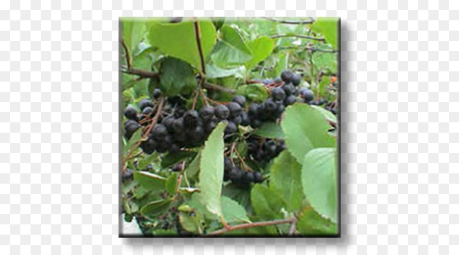 Aronia Melanocarpa，çalıların PNG