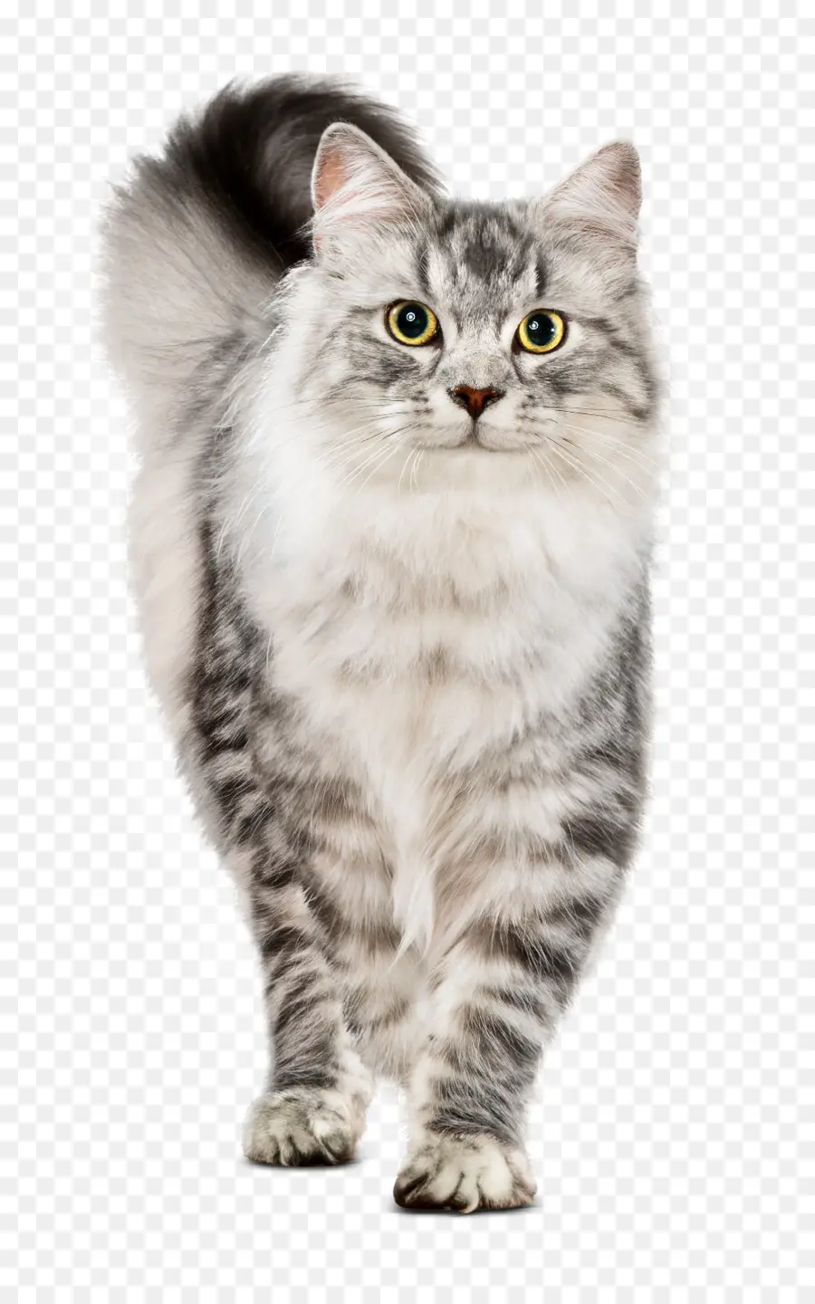 Kedi，Evcil Hayvan PNG