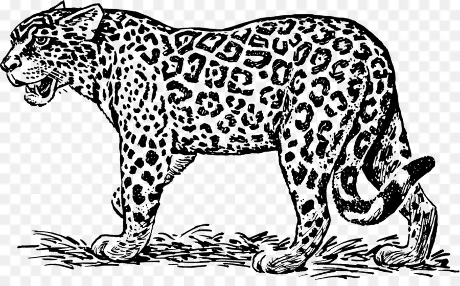 Jaguar，Masaüstü Duvar Kağıdı PNG