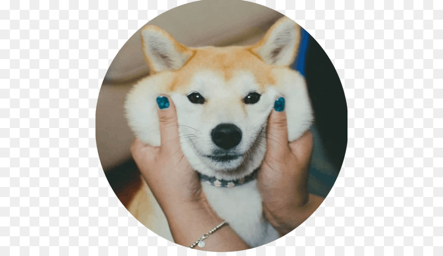 Shiba ınu，Köpek Yavrusu PNG