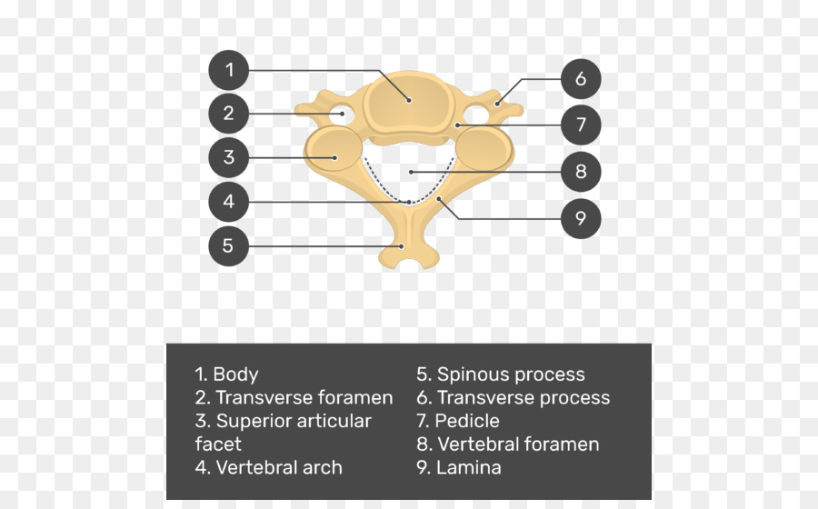 Omurga，Servikal Vertebra PNG