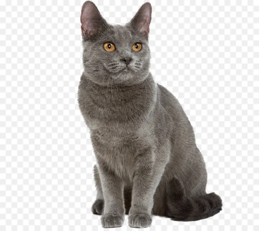 Kedi，Evcil Hayvan PNG