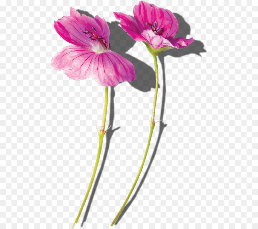 Ortak Ebegümeci，çiçek PNG