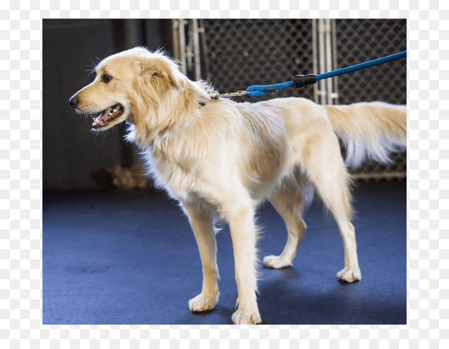 Golden Retriever，Köpek ırkı PNG