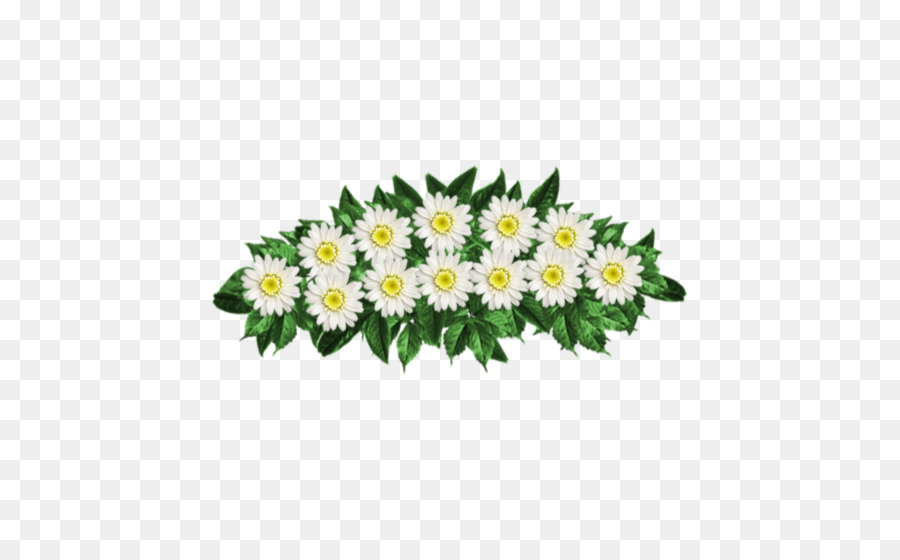 Ortak Daisy，Kasımpatı PNG