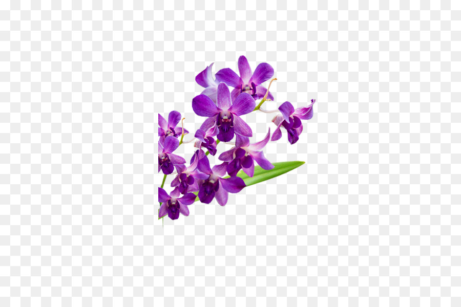 Mor，Güve Orkide PNG