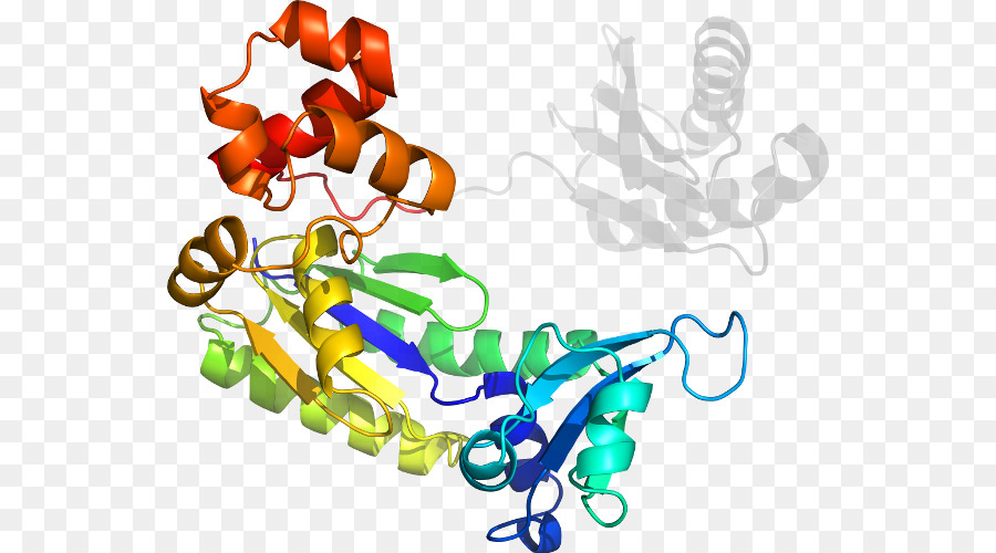 Protein Yapısı，Molekül PNG