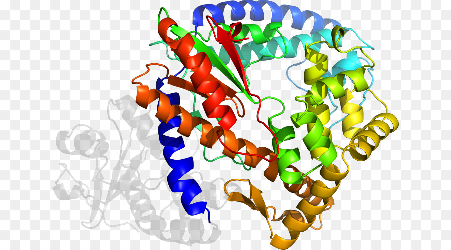 Protein Yapısı，Biyoloji PNG