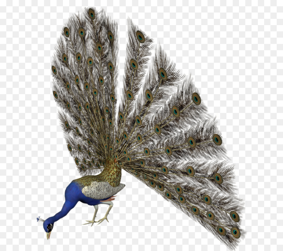 Kuş，Pavo PNG