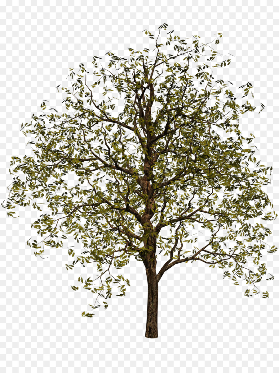 Ağaç，Dijital Resim PNG