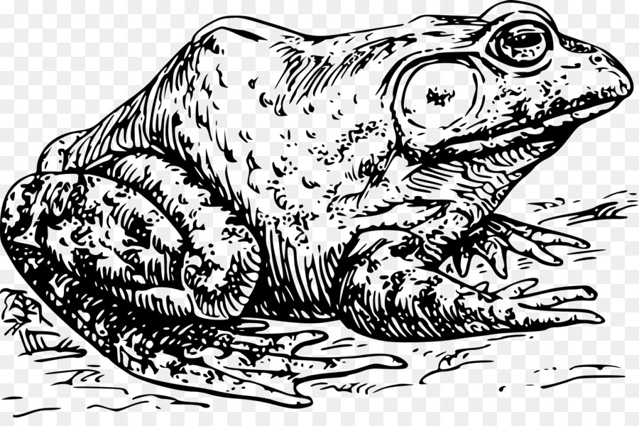 Kurbağa，Amerikan Bullfrog PNG