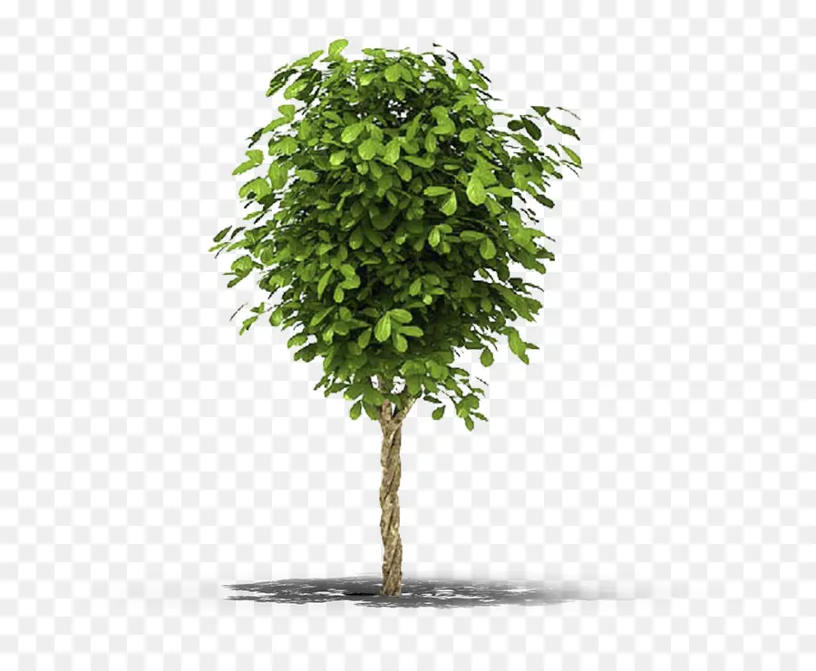 Ağaç，Asma PNG
