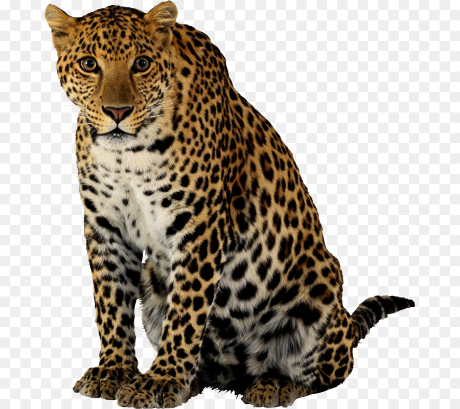 Leopar，Noktalar PNG