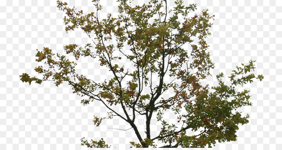 Ağaç，Emlak PNG