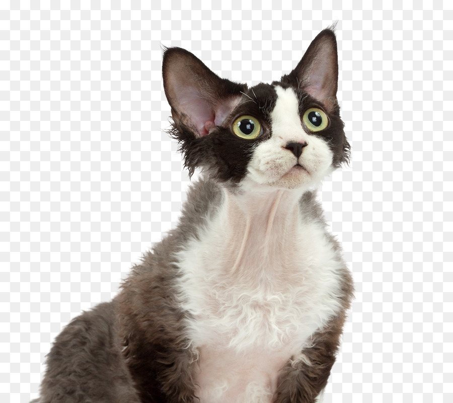 Kedi，Evcil Hayvan PNG