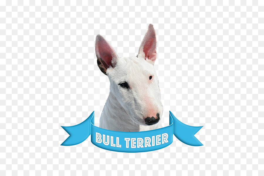 Boğa Terrier，Amerikan Pit Bull Terrier PNG