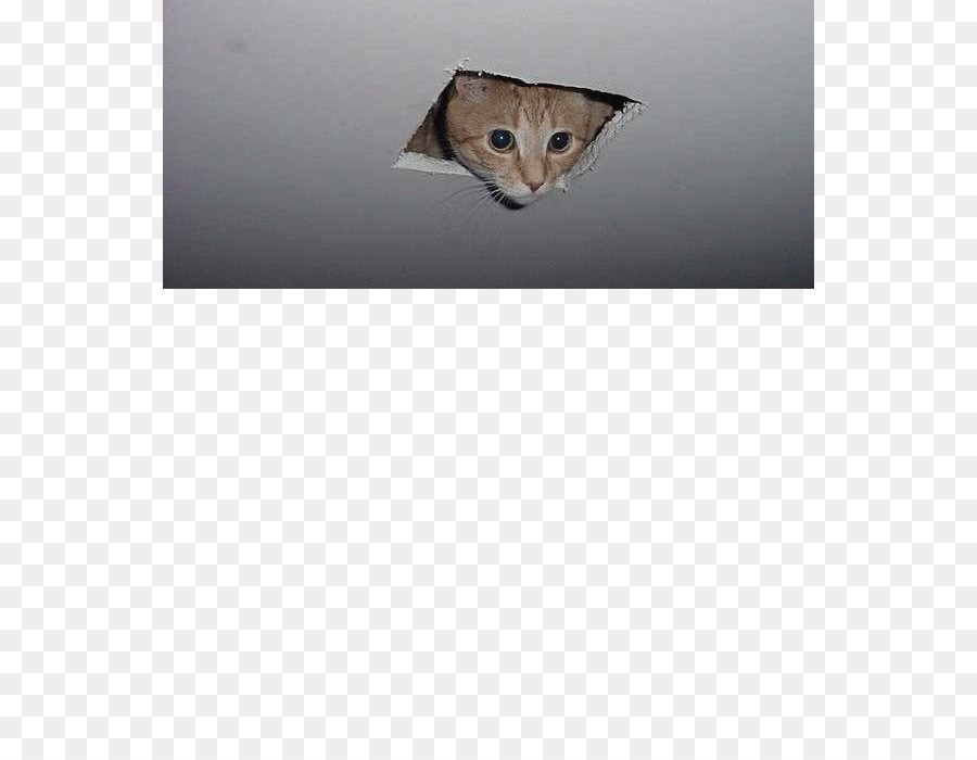 Bıyıkları，Kedi PNG