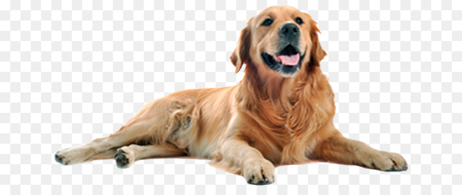 Köpek，Beyaz PNG