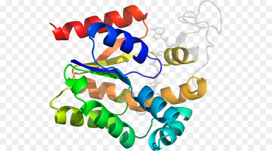 Protein Yapısı，Biyoloji PNG