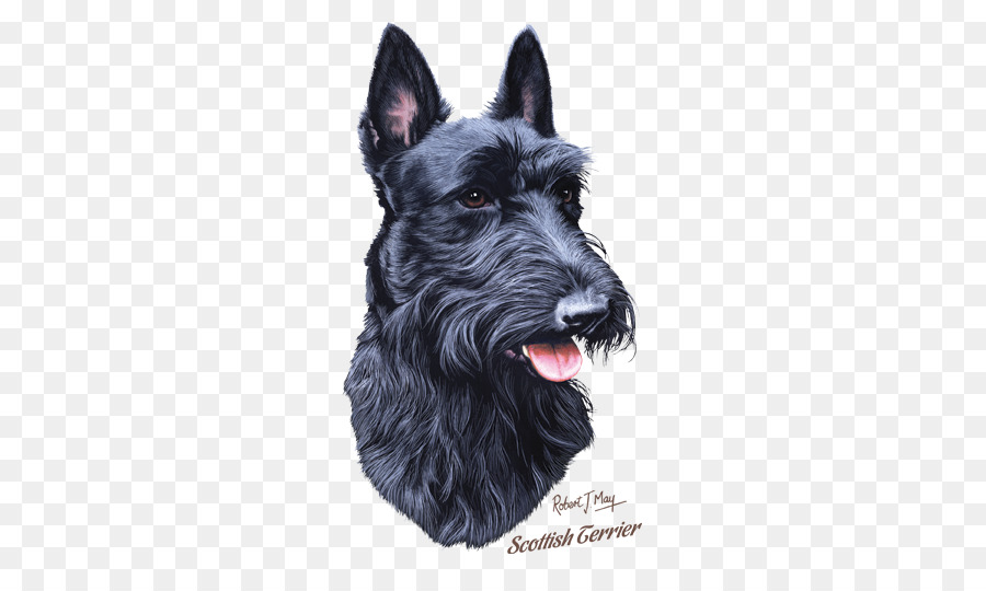 İskoç Teriyeri，Köpek PNG