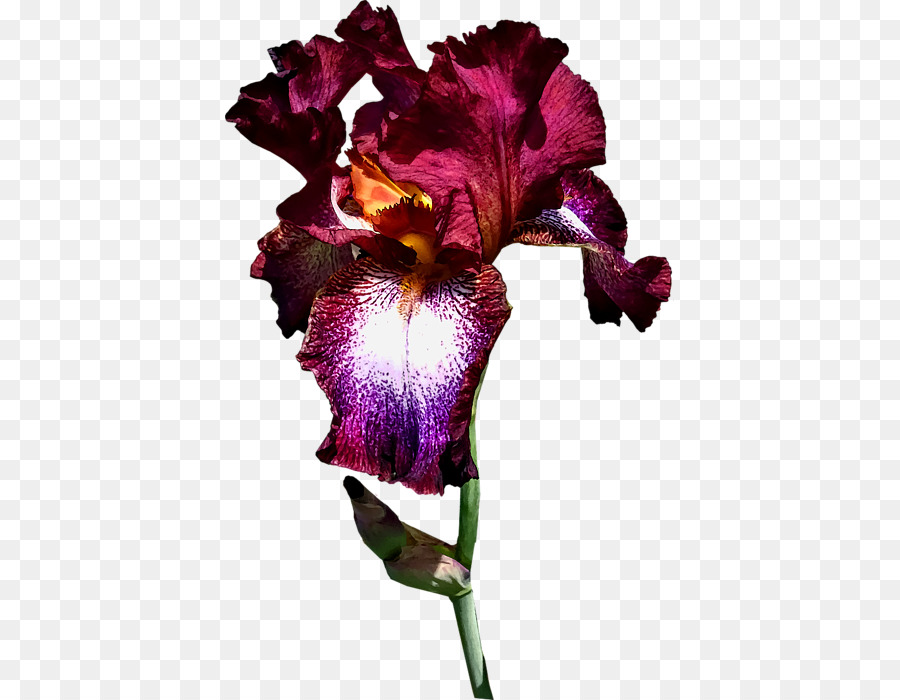 Mor，Cattleya Orkideleri PNG