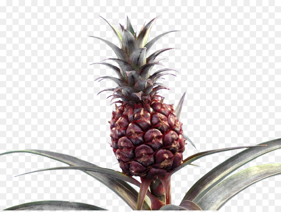 Ananas，Bromeliads PNG