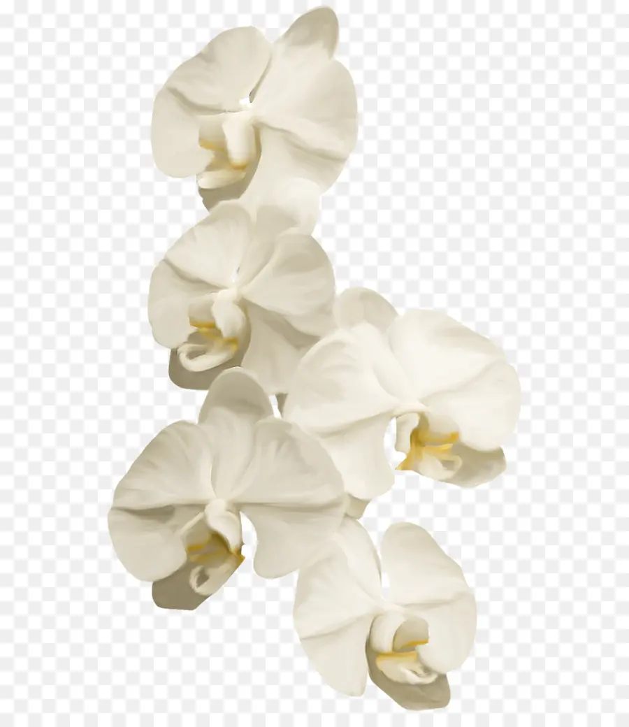 Güve Orkide，Orkide PNG